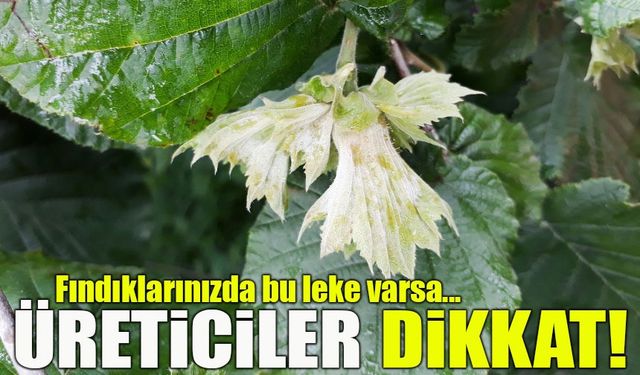 Fındık Bahçelerinde Tehlike Çanları: Külleme Geri Döndü, Üreticiye Acil Çağrı!