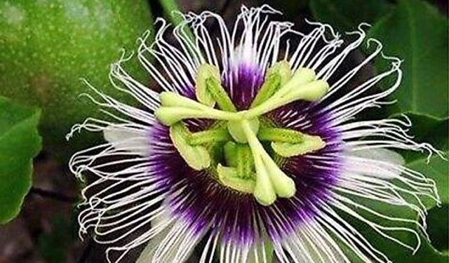 Passiflora Nedir, Ne İşe Yarar? Faydaları, Kullanımı ve Dikkat Edilmesi Gerekenler