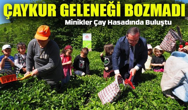 ÇAYKUR Geleneği Bozmadı: Minikler Çay Hasadında Buluştu