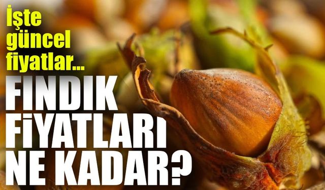 Fındık Fiyatlarında Sürpriz Yükseliş: Rekor Kırmaya Devam Ediyor!