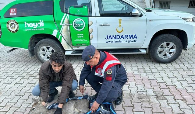 Yaralı karacayı jandarma koruma altına aldı