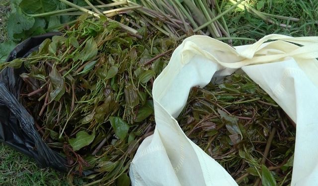 Karadeniz’in Yeşil Altın Sezonu Başladı