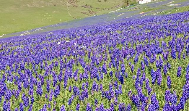2 bin rakımlı yayla, dağ sümbülleriyle renklendi