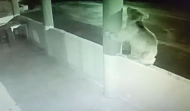 Aç ayı oynamadı: Bayburt’ta bir yavru ayı alabalıkları yedikten sonra oyunlar oynadı