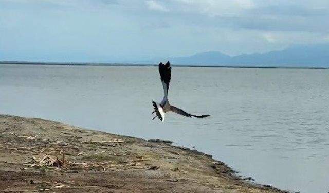 Tedavisi tamamlanan kız kuşu Kuş Cenneti’nde özgürlüğe kanat çırptı