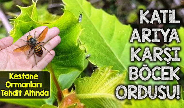 Katil Arıya Karşı Böcek Ordusu! Kestane Ormanlarını Koruma Seferberliği Başladı