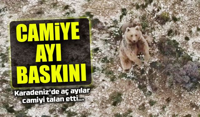 Aç Ayı Cami Yemekhanesini Altüst Etti: Camı Kırdı, Kanlı İzler Bıraktı