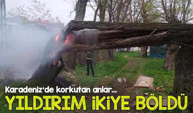 Bayburt’ta Gök Gürültüsü Değil, Yıldırım Konuştu! Ağaç Ortadan İkiye Bölündü