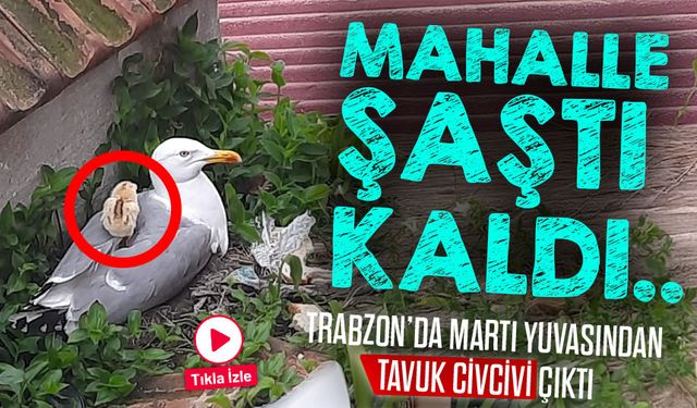 Trabzon'da Martı Yuvasından Tavuk Civcivi Çıktı: O Anlar Kameraya Böyle Yansıdı!