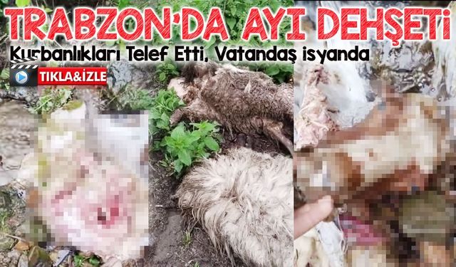 Trabzon’da Ayı Kâbusu Geri Döndü! Kurbanlıkları Telef Etti, Vatandaş İsyanda