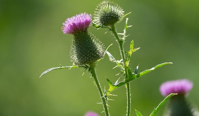Deve Dikeni Nedir? Faydaları, Zararları ve Doğru Kullanım Yöntemleri