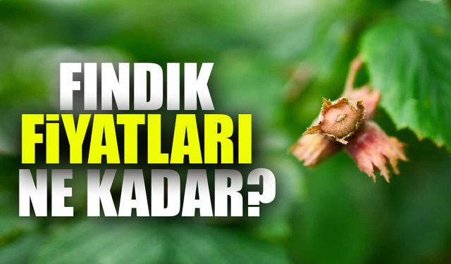Fındık Fiyatlarında Sert Düşüş! Üretici Şokta: 200 TL'den 175 TL'ye Geriledi