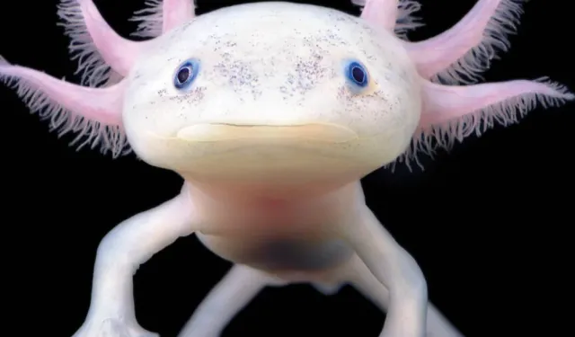 Aksolotl (Ambystoma mexicanum): Yenilenme Yeteneğiyle Tanınan Su Canlısı
