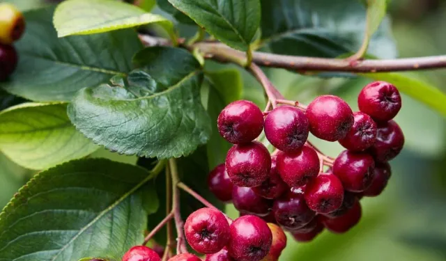 Aronia Meyveleri Yaban Mersinine Benziyor Mu?
