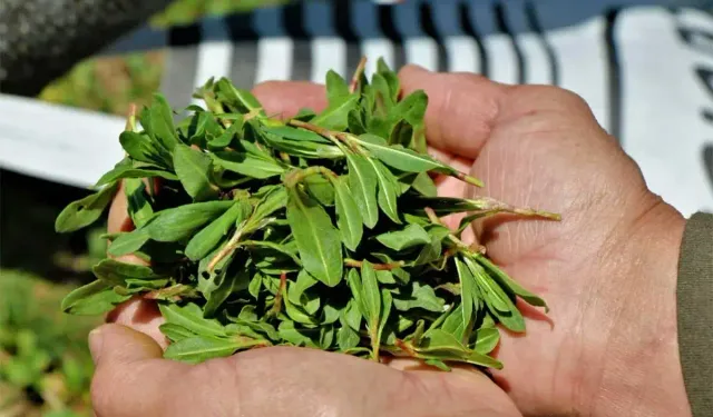 Madımak Nedir, Faydaları Nelerdir? Doğal Şifa Kaynağı Otu Tanıyın