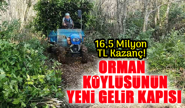 Defneyle Gelen Kazanç: Samsun’da Üretim Artıyor