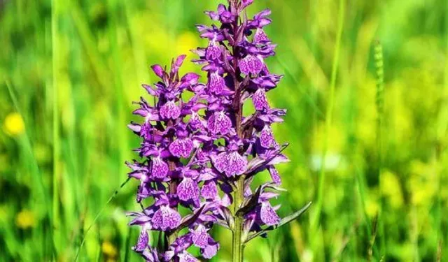 Rize’de Toprak Değişiyor: İyidere’de Salep Hamlesi Başladı!