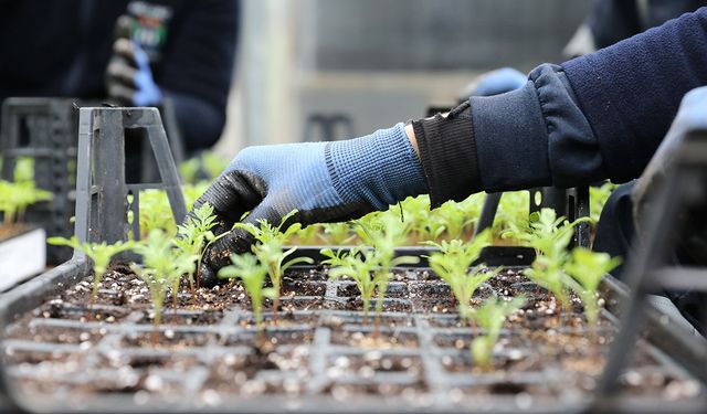 Akçaabat’ta Yeşil Devrim! 100 Bin Çiçekle Şehir Renkleniyor