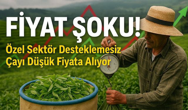 Özel Sektör Çayı Ucuza Kapatıyor! Üretici Maliyetin Altında Eziliyor