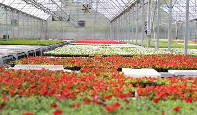 Atıklardan enerji, ısıdan çiçek: Samsun’da çevre dostu dönüşüm örneği