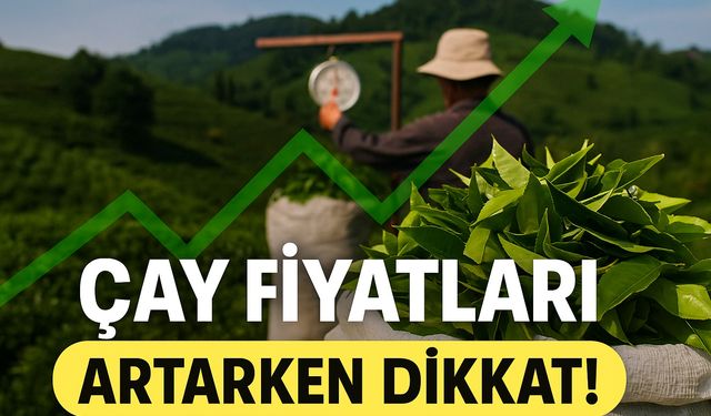 Özel Sektör Çayı Ucuza Alıyor! Üreticiyi Şoke Eden Fiyat Farkı