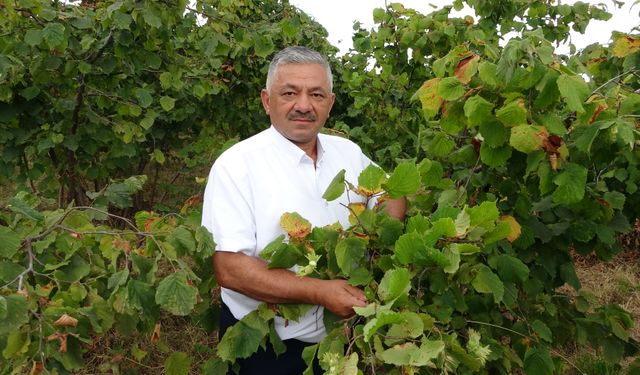 Fındık Rekoltesinde Yüzde 70'lik Kayıp! Üretici Kara Kara Düşünüyor...