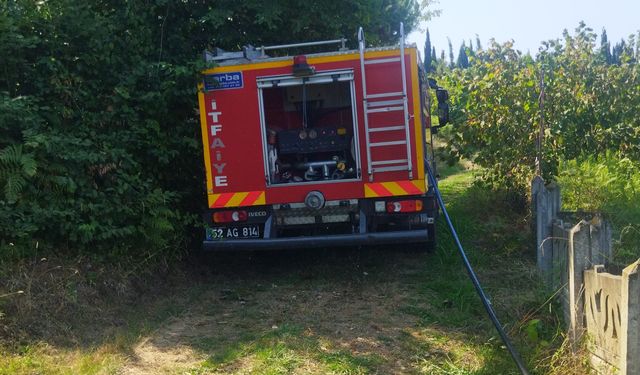 Fındık Bahçesinde Yangın Paniği! Hızlı Müdahale Başarı Getirdi