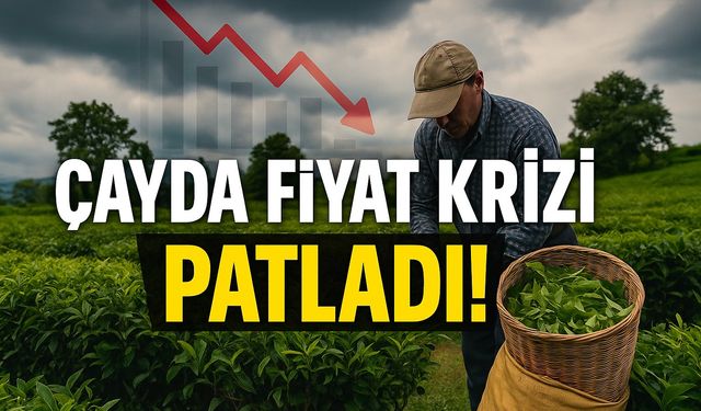 Bugün Çay Üreticisi İçin Dönüm Noktası: ÇAYKUR Destekli Fiyat Ve Özel Sektör Alım Rakamları Arasında