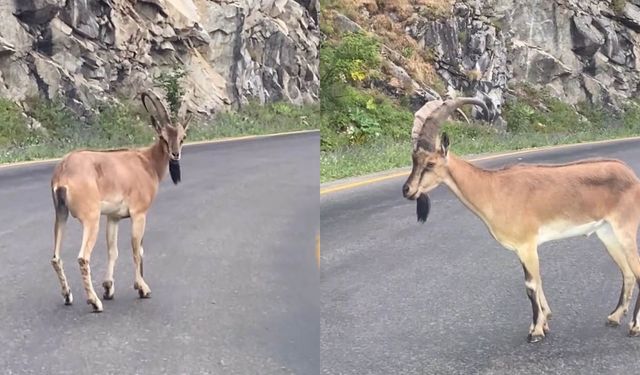 Dağ Keçisi Kameralarda! Agresif Tavırları Dikkat Çekti