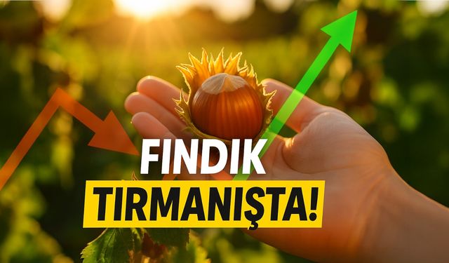 Fındıkta Şok Fiyat Rekoru: Tabanı Zorlayan Rakamlarla Piyasada Gergin Bekleyiş