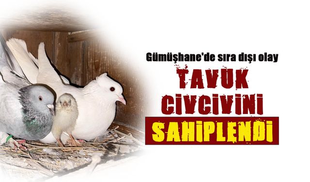 Tavuk Civcivini Sahiplendi! Gümüşhane'de Sıra Dışı Olay