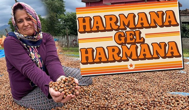 Ordu’da Fındık Mesaisi: Harmanlarda Kurutma Başladı, Üretici Fiyatlardan Şikâyetçi
