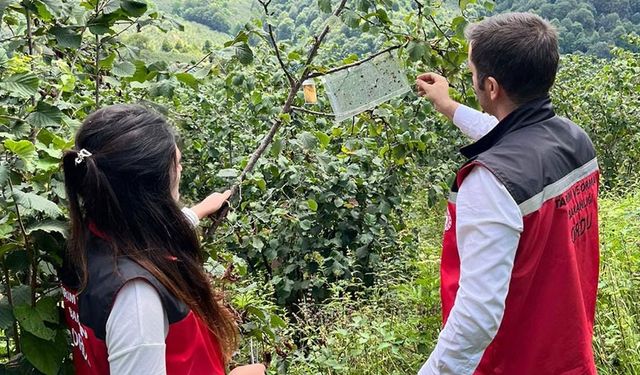 Kokarca alarmı devam ediyor