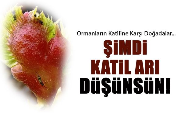Şimdi Katil Arılar Düşünsün! Ormanlar için Görevdeler