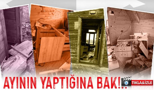 Ayılar Bungalovları Bastı! Ayder ve Huser Yaylaları’nda Zarar Büyük