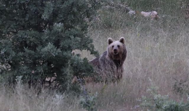 Yaylalarda Ayı Sürprizi! Vatandaşlar Kaydetti...
