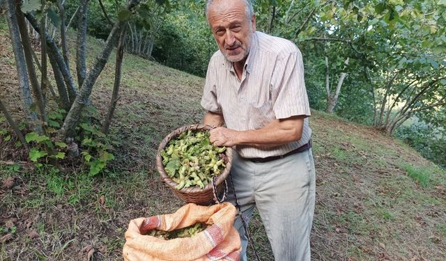 Fındık Üreticisinin Umudu Serbest Piyasa!