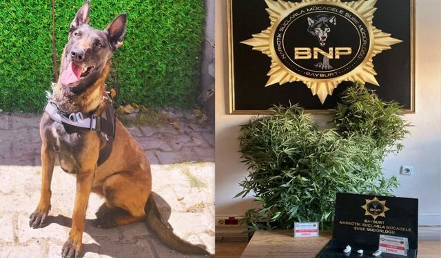 Zehir Tacirlerinin Korkulu Rüyası Oldu! Pablo Görev Başında