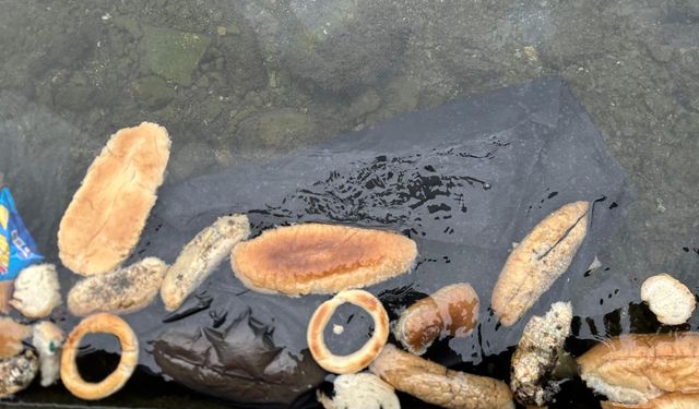Rize’de Denize Dökülen Ekmek ve Simitler Tepki Çekti