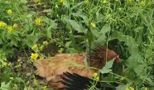 Civcivlerini Korumak için Kargaya Saldırdı! Anne Tavuk Aslan Kesildi