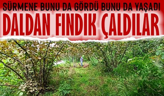 Sürmene’de Şok Olay! İş İnsanın 4 Dönüm Fındığı Kimliği Belirsiz Kişilerce Toplandı