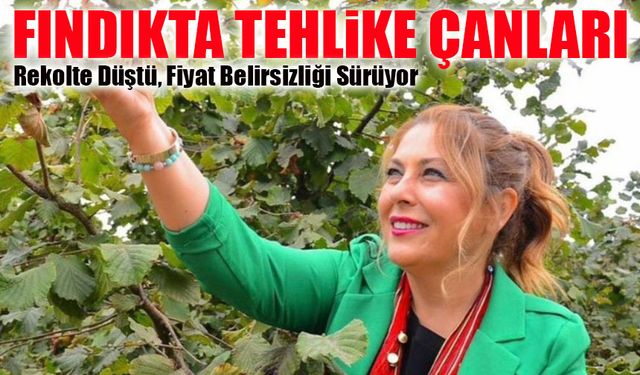 Fındıkta Tehlike Çanları: Rekolte Düştü, Fiyat Belirsizliği Sürüyor