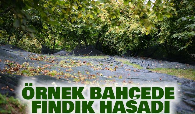 Trabzon Ortahisar Çukurçayır’da Örnek Bahçede Fındık Hasadı
