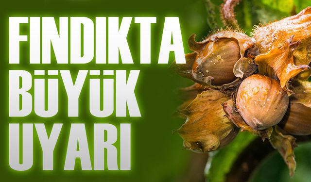 Fındıkta Büyük Uyarı: “Maliyetin 1 TL Altında Bile Fiyat Kabul Edilemez!”