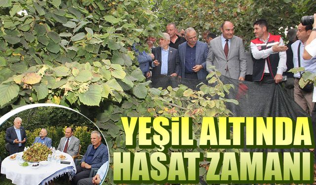 Çukurçayır’daki Örnek Bahçede Hasat Başladı! Hedef 250 Kilo Fındık