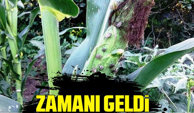 Samsun’da Mısırda Kahverengi Kokarca İçin 2. İlaçlama Zamanı Geldi