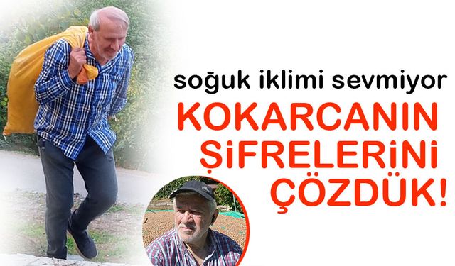 Fındıkta Kokarca Alarmı: Rekolte Düşüyor, Üretici Devletten Destek Bekliyor