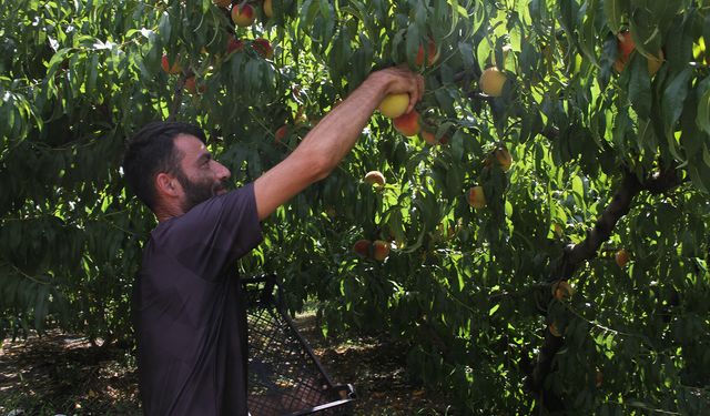 Samsun'da Şeftali Hasadı Zamanı!