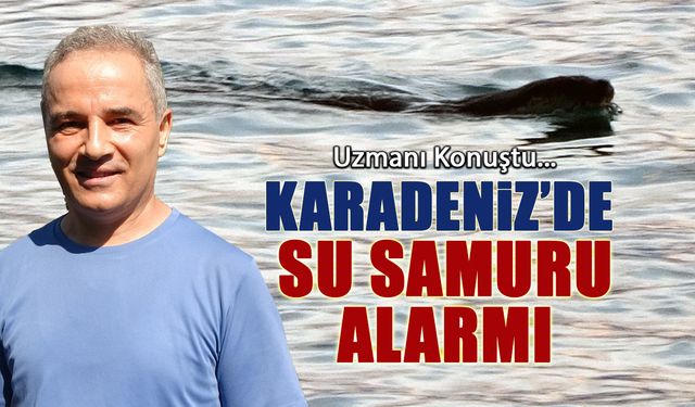 Karadeniz'de Su Samuru Alarmı! Uzman Konuştu