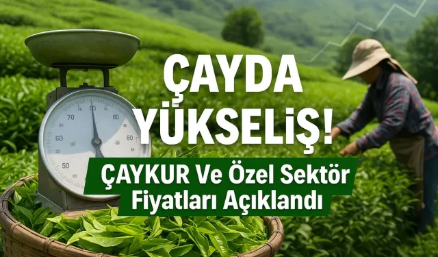 Çaykur Fiyatı Açıklandı, Özel Sektör Sahnede: Doğu Karadeniz’de Yaş Çayda Çifte Rakam Şoku